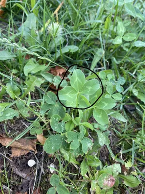 Nález č. 37 – Na straně u školky