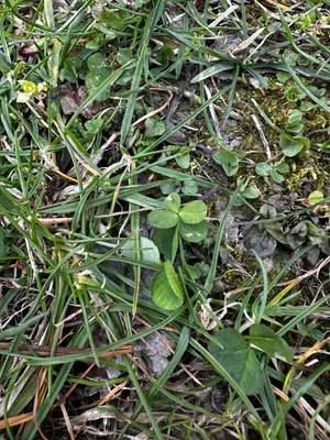 Nález #16104 – ZLÍN_JSVAHY-STŘEDOVÁ001