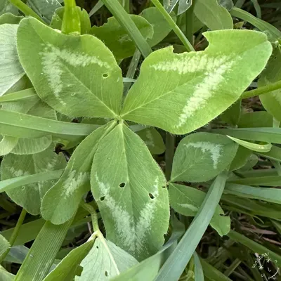 Find #13045