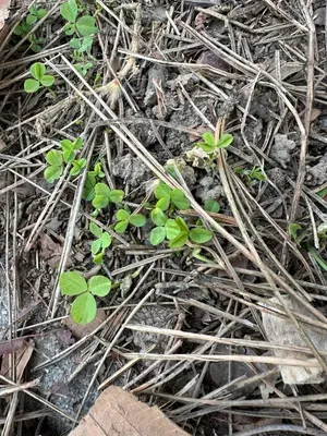 Nález #15905 – ZLÍN_JSVAHY-SPORTOVNÍ001