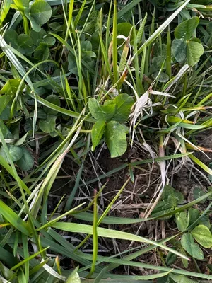 Nález #16380 – RATIBOŘ_POLE001f