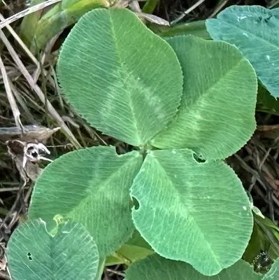 Nález #30373