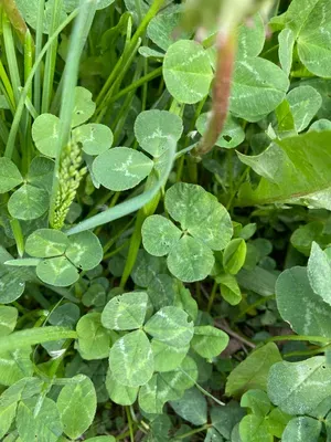 Nález #109 – RATIBOŘ001