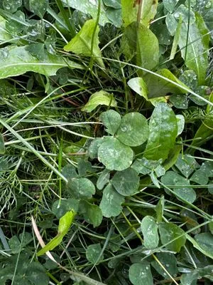 Nález #15050 – REYKJAVÍK_MIKLABRAUT001