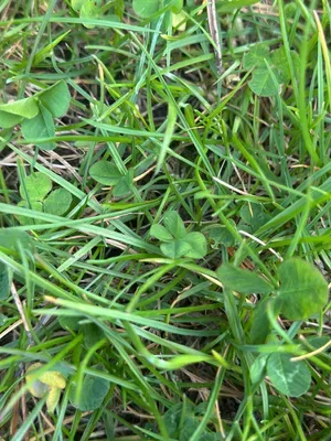 Nález #16905 – ZLÍN_JSVAHY-STŘEDOVÁ001