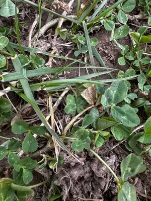 Nález #16210 – RATIBOŘ_POLE001b