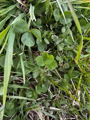 Nález #16448 – RATIBOŘ_POLE001g