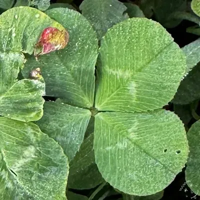 Nález #24777