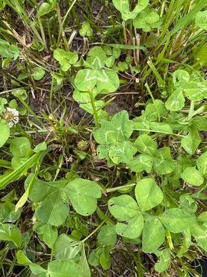 Nález #21608