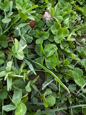 Nález #16430 – RATIBOŘ_POLE001c