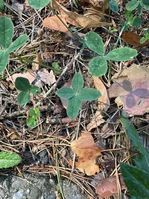 Nález #13620 – ZLÍN_JSVAHY-JAVOROVÁ001