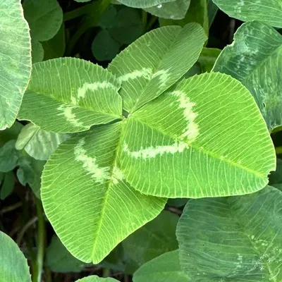Nález #14457