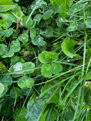 Nález #15047 – REYKJAVÍK_MIKLABRAUT001