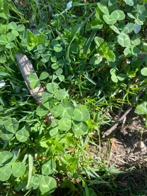 Nález #105 – ZLÍN_ČEPKOV002