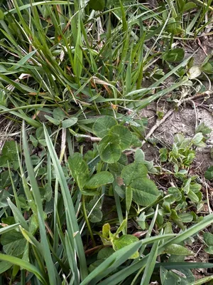 Nález #16640 – RATIBOŘ_POLE001g