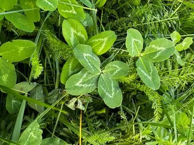 Nález #15151 – PRAHA_PODĚBRADSKÁ002