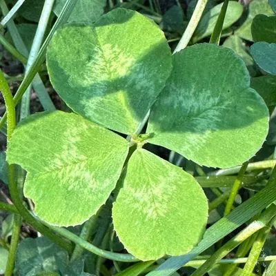 Nález #7598