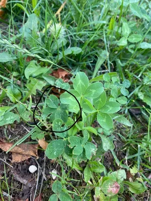 Nález #40 – ZLÍN_JSVAHY-JAVOROVÁ002