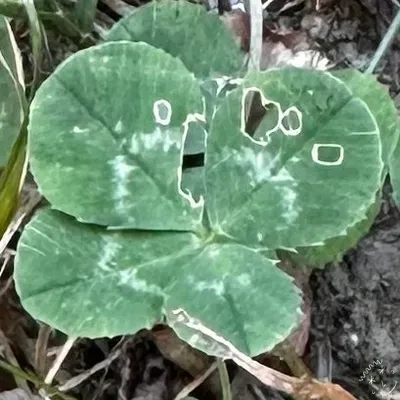 Anonymized find #26102