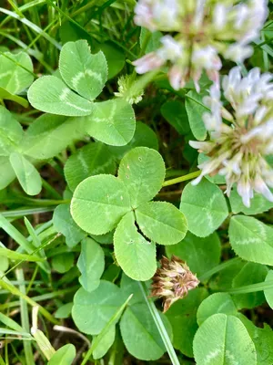 Nález #14 – ZLÍN_JSVAHY-KŘIBY-H003