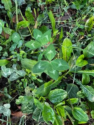 Nález #14557 – ZLÍN_JSVAHY-SLUNEČNÁ005