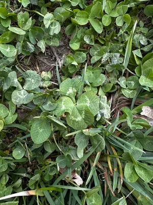 Nález #16440 – RATIBOŘ_POLE001d