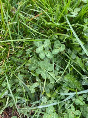 Nález #102 – ZLÍN_JSVAHY-OKRUŽNÍ001