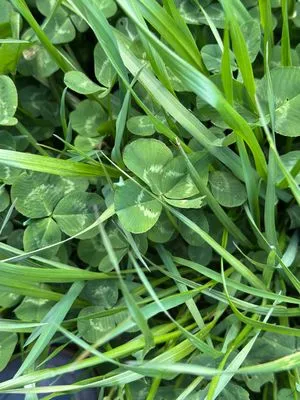 Nález #17366 – RATIBOŘ_POLE001e