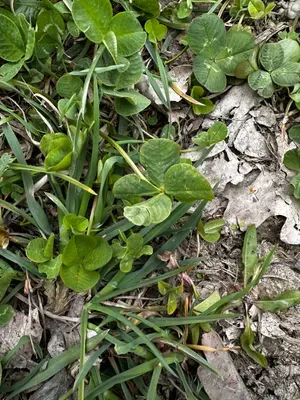 Nález #16446 – RATIBOŘ_POLE001d