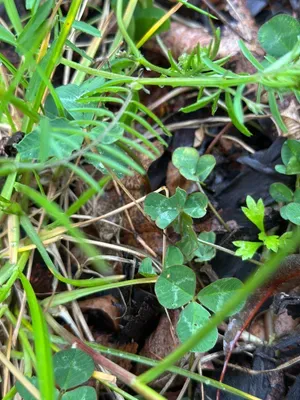 Nález #16930 – ZLÍN_JSVAHY-NSTR003