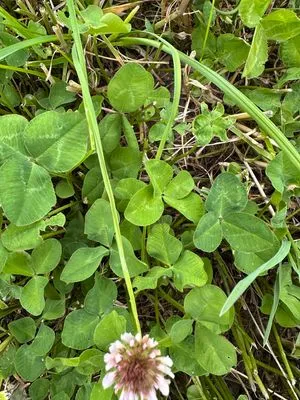 Nález #21429