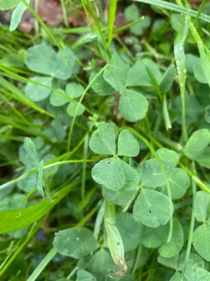 Nález #182 – ZLÍN_ČEPKOV002