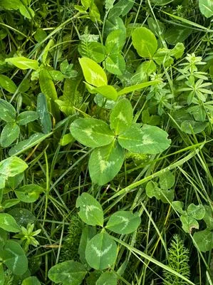 Nález #15154 – PRAHA_PODĚBRADSKÁ002