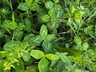 Nález #15153 – PRAHA_PODĚBRADSKÁ002