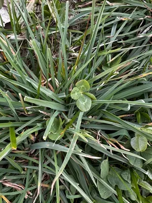 Nález #16449 – RATIBOŘ_POLE001d