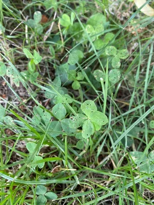 Nález #46 – ZLÍN_JSVAHY-NSTR001