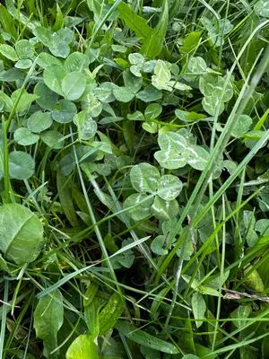 Nález #15146 – PRAHA_PODĚBRADSKÁ001