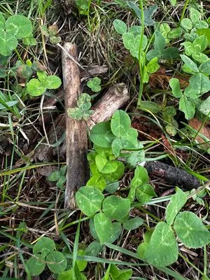 Nález #14555 – ZLÍN_JSVAHY-NSTR-T004