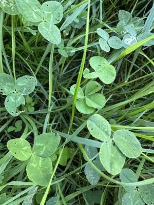 Nález #13613 – BRNO_ZVONAŘKA-ÚAN001