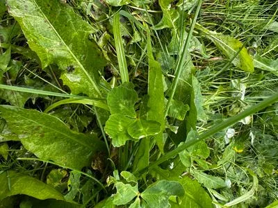 Nález #15042 – REYKJAVÍK_MIKLABRAUT001