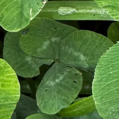 Nález #26219