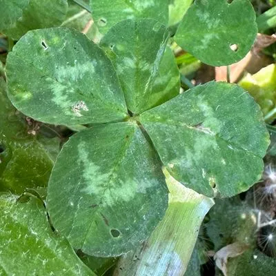 Find #1547
