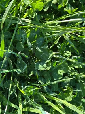 Find #17535