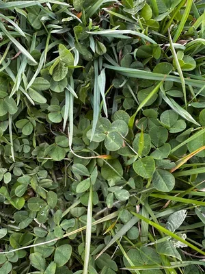 Nález #16639 – RATIBOŘ_POLE001g