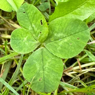 Nález #618