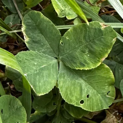 Nález #25963