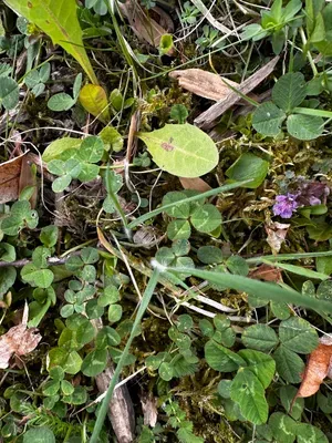 Nález #16645 – ZLÍN_JSVAHY-DRUŽSTEVNÍ001