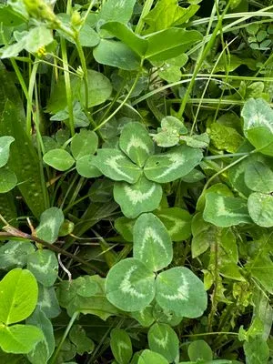 Nález #15145 – PRAHA_PODĚBRADSKÁ001