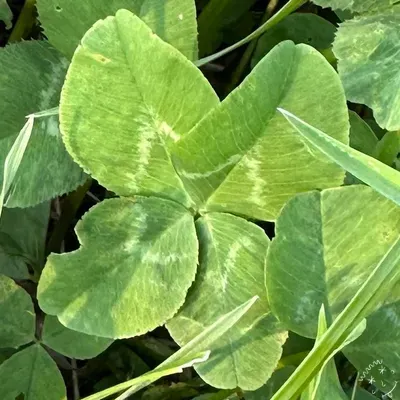 Nález #22262