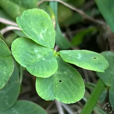 Nález #17049